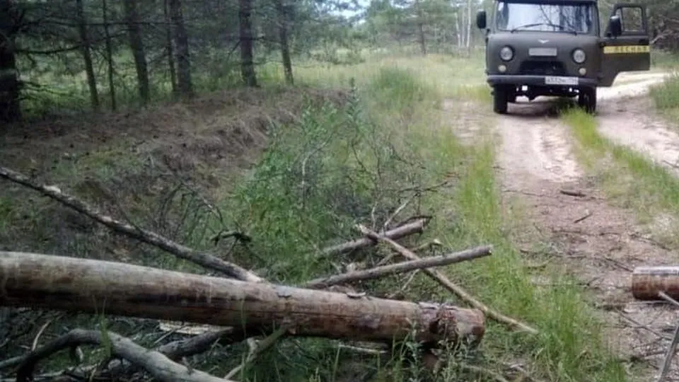Фото: Комитет лесного хозяйства Московской области
