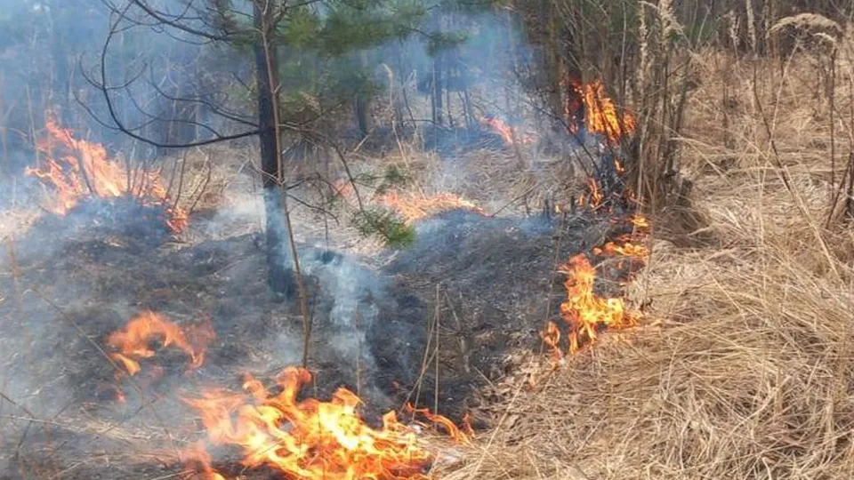 Фото: Комлесхоз Московской области