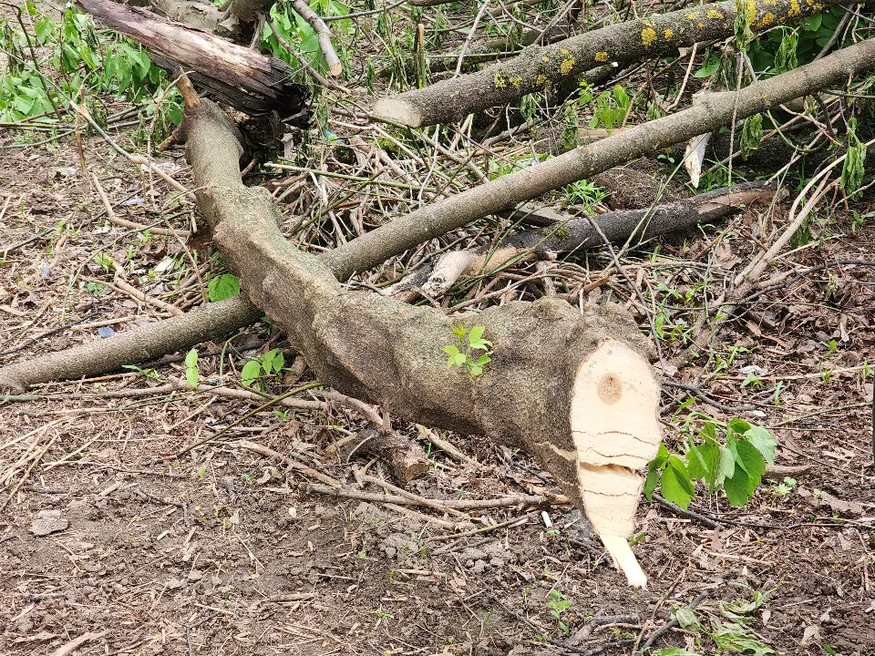 Фото: Роман Савельев