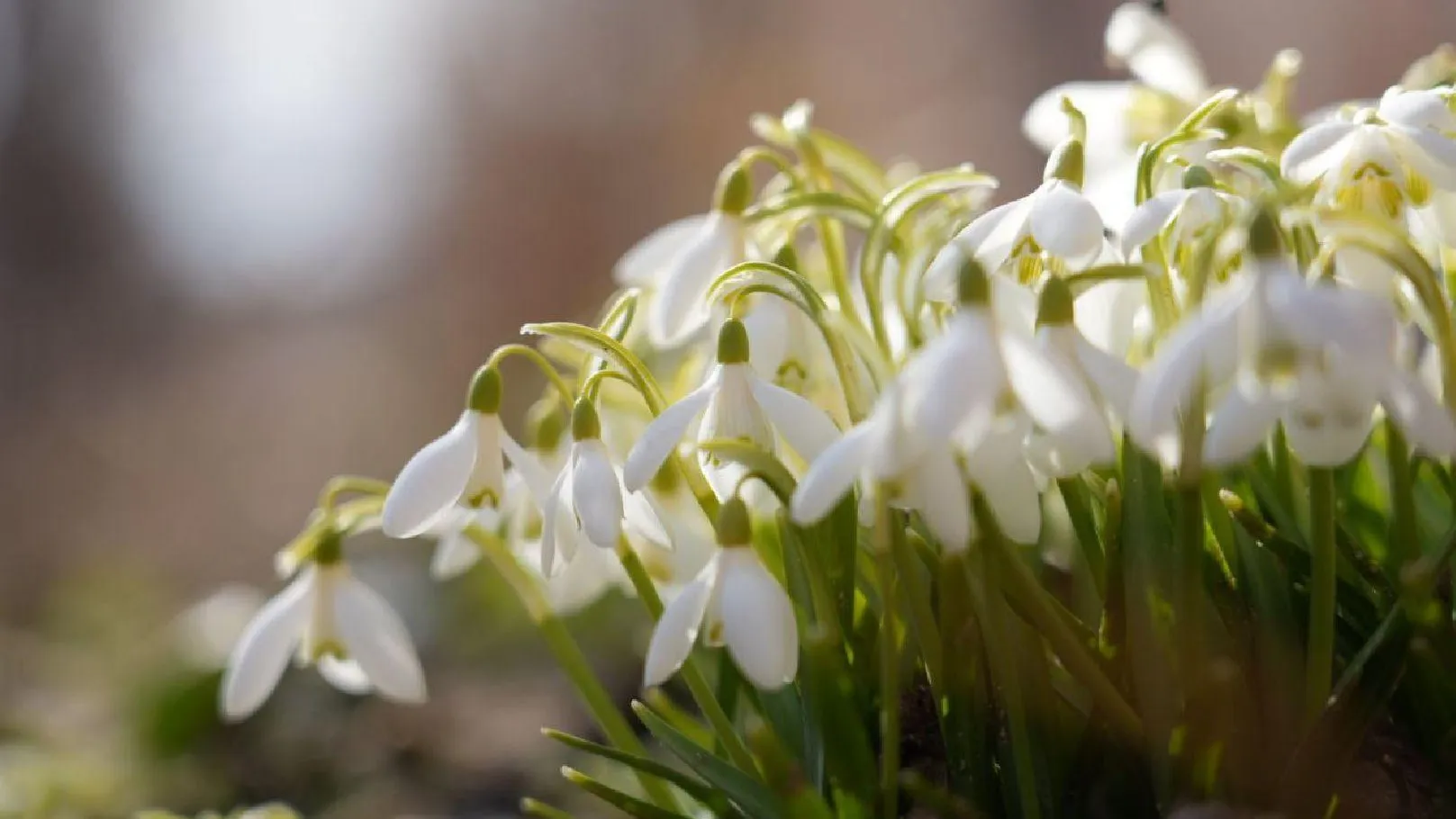 МедиаБанк Подмосковья/Дмитрий Зайчиков
