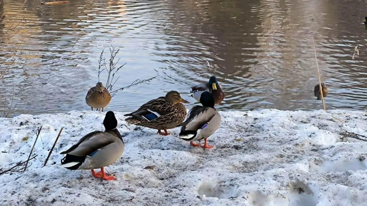 REGIONS/Роман Малышенко