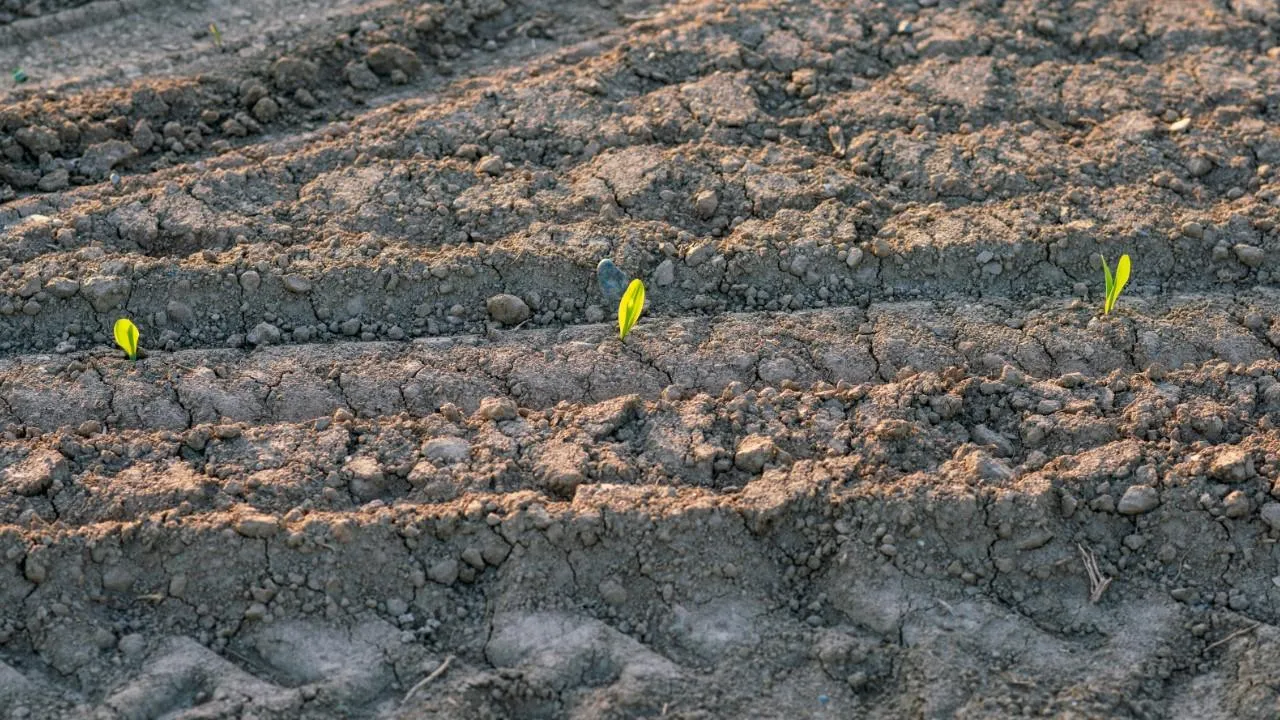 Африка призвала разблокировать российские удобрения в портах ЕС