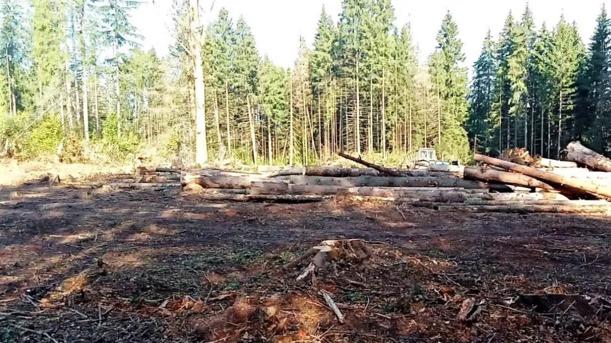 Комитет лесного хозяйства МО