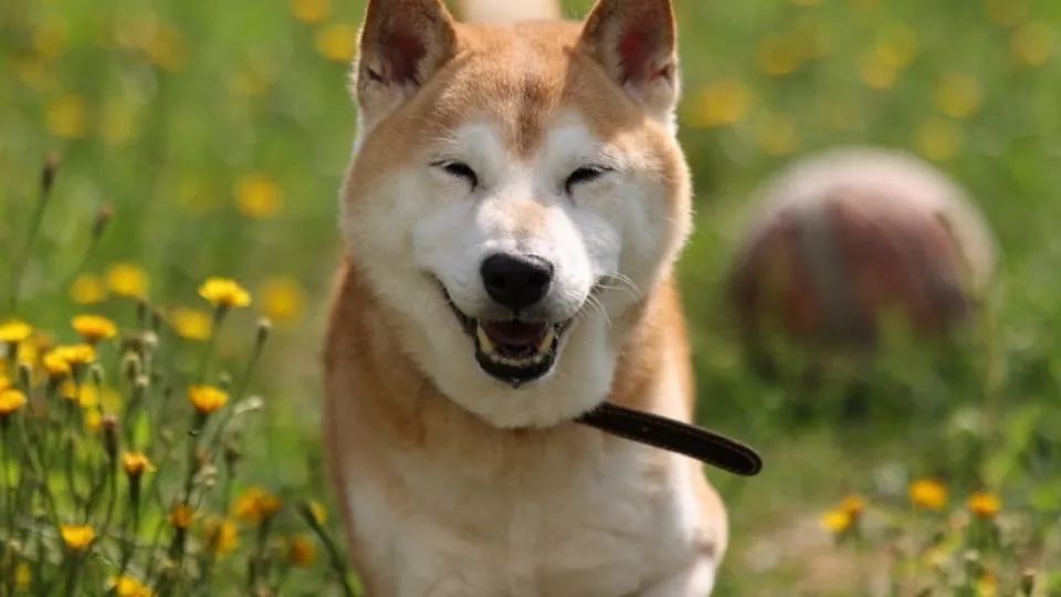 Фото: vk.com/Подслушано Павловский Посад