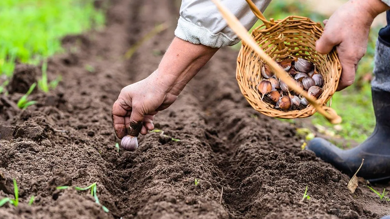 istockphoto.com/alicjane