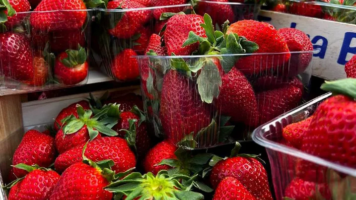 Источник: пресс-служба Минсельхозпрод МО