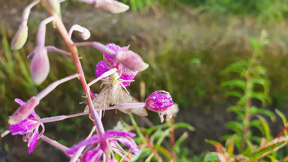 Цветение Иван-чая. Фото: Михаил Мартыненко