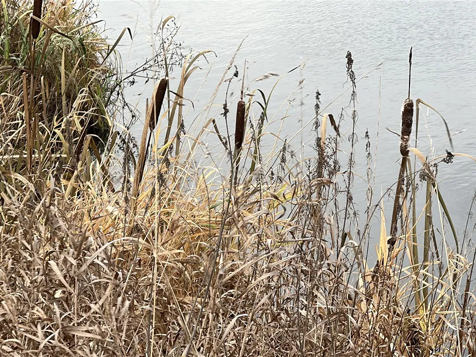 Фото: МедиаБанк Подмосковья/Кристина Тришина