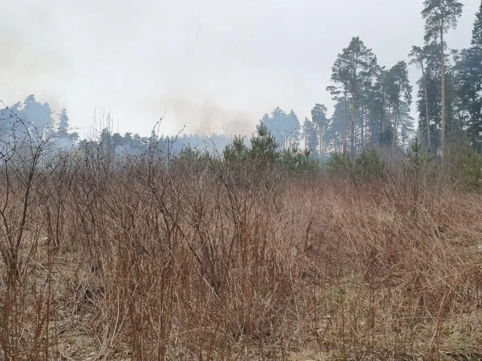 Фото: Комитет лесного хозяйства МО