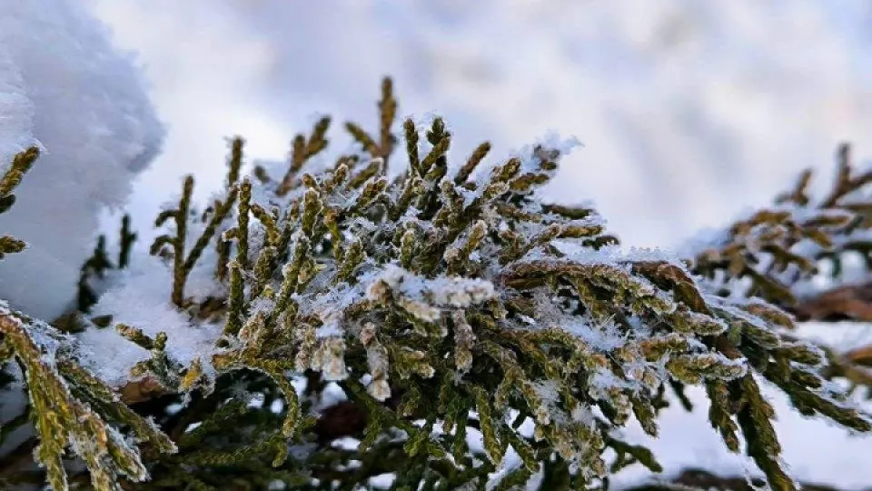 Подмосковье сегодня/Роман Малышенко