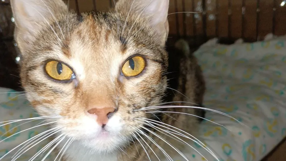 Фото: t.me/ Кошачий приют «Шанс»