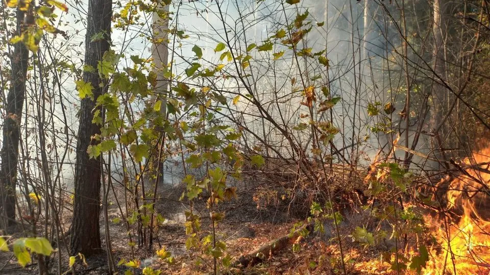 Фото: Комитет лесного хозяйства Московской области