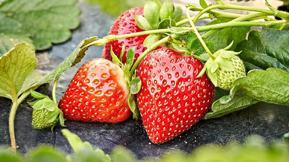 Фото: istockphoto.com