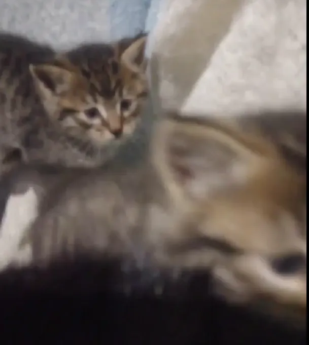 Фото: Подслушано на Глебовке (новая) / ВКонтакте