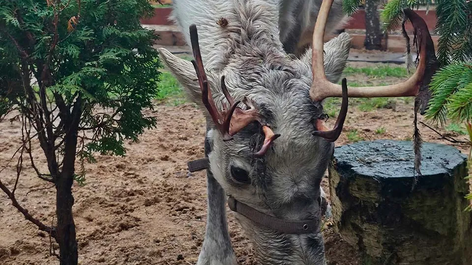Фото: Оленья ферма «Сенежский олень»