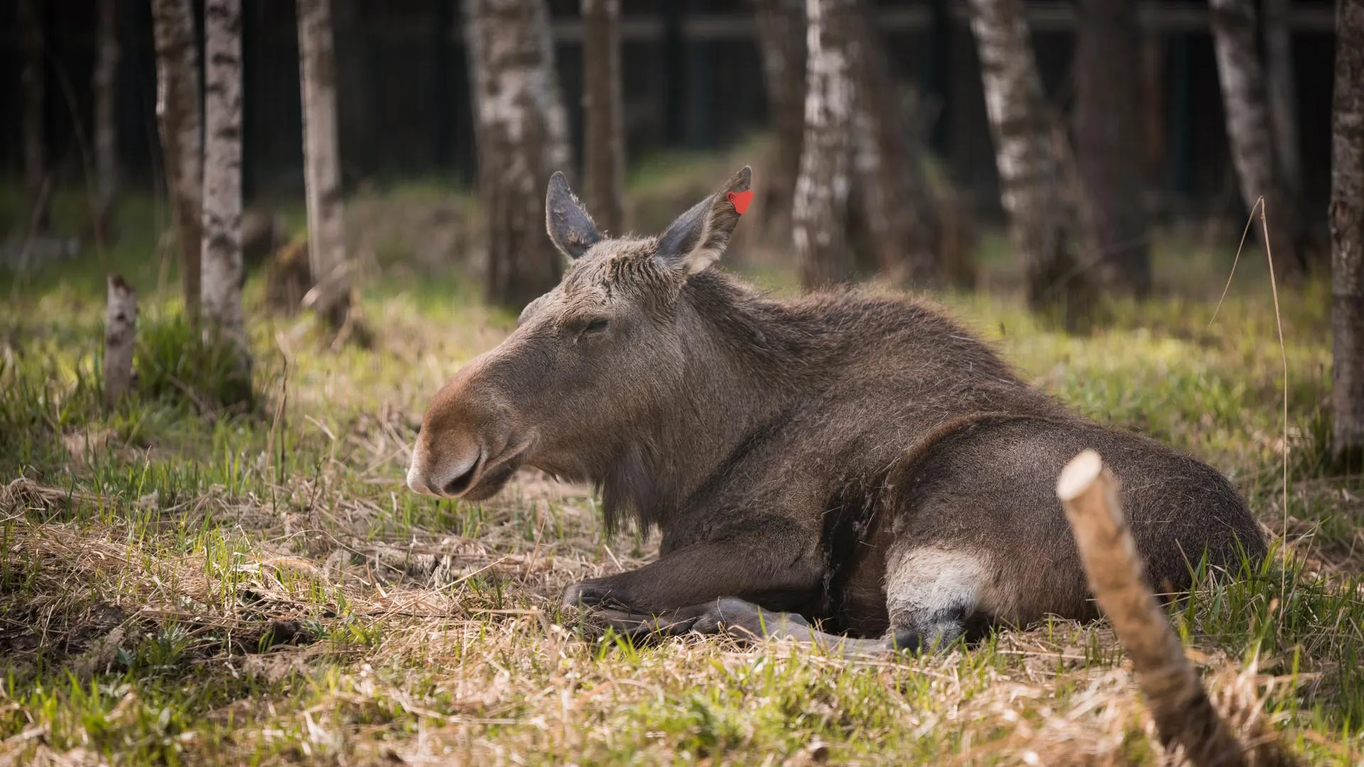 медиасток.рф