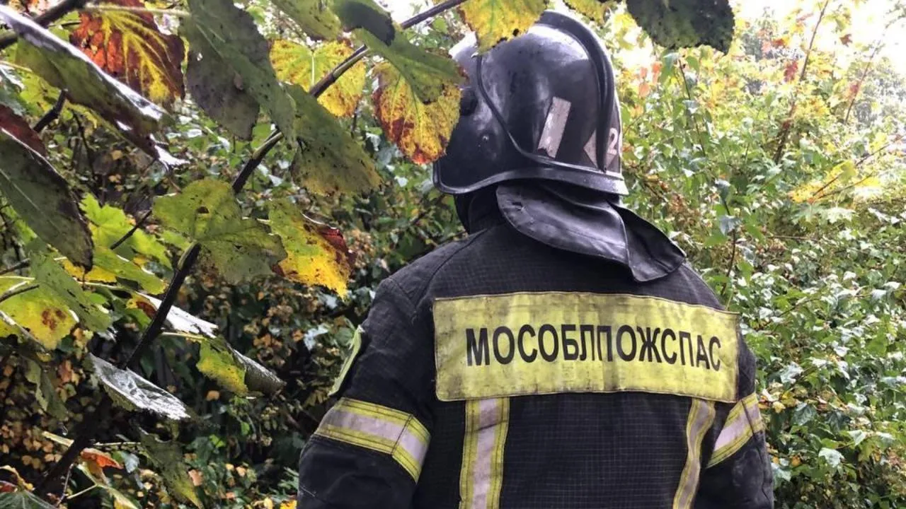 Подмосковные спасатели вынесли из леса грибника, которому стало плохо