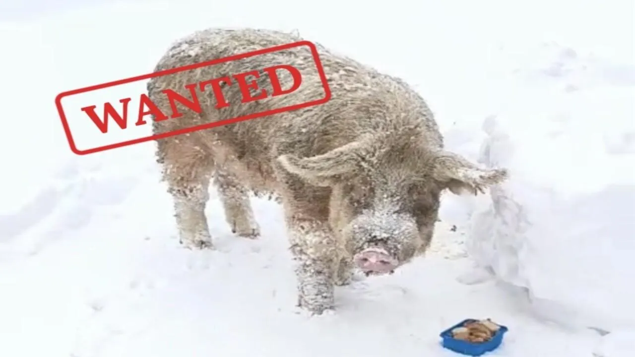 Свинья-обиженка: 200-килограммовый хряк променял самок на «гастроли» по Подмосковью