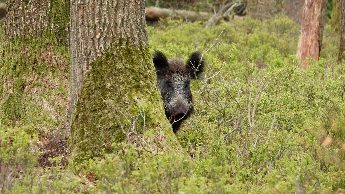 Фото: Pixabay.com