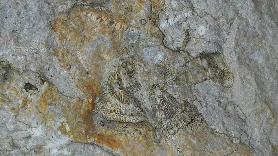 Фото: пресс-служба Администрации г. о. Домодедово