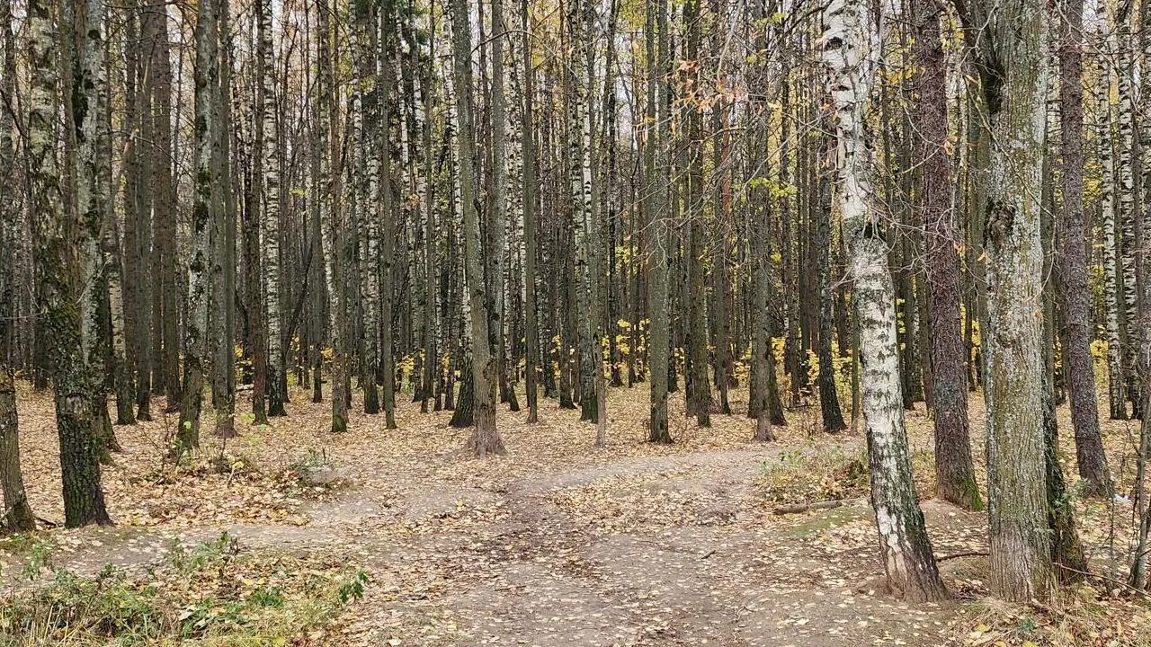 В подмосковном Звенигороде начали благоустраивать Супоневский лес
