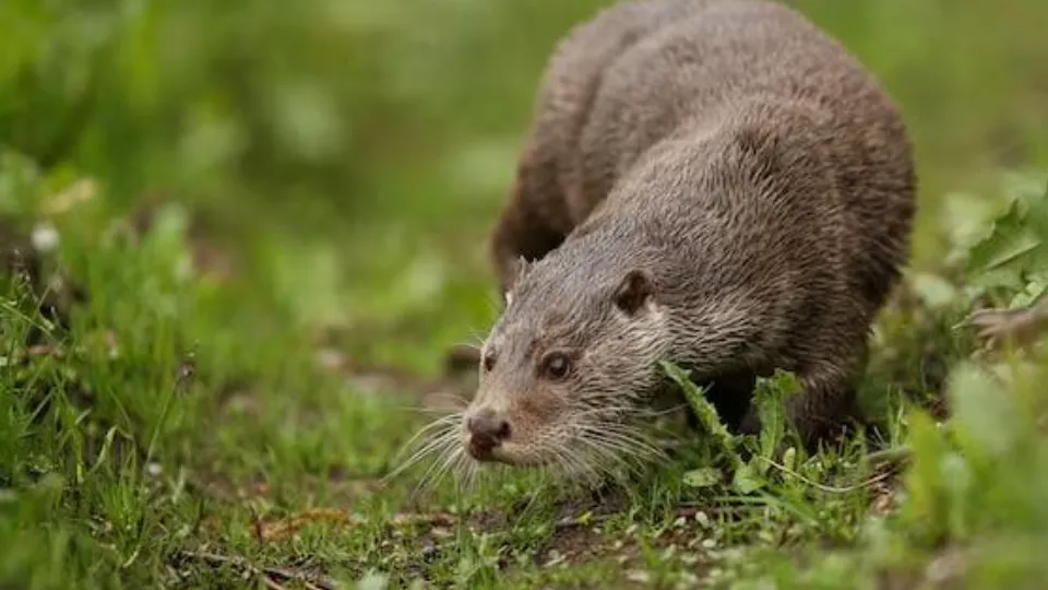 Фото: А.И. Ульянов