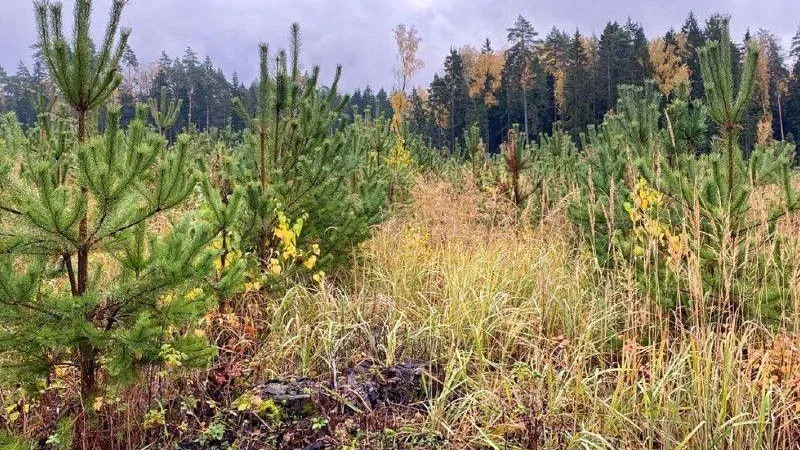 Свыше 600 га культур в Подмосковье доросли до молодого леса