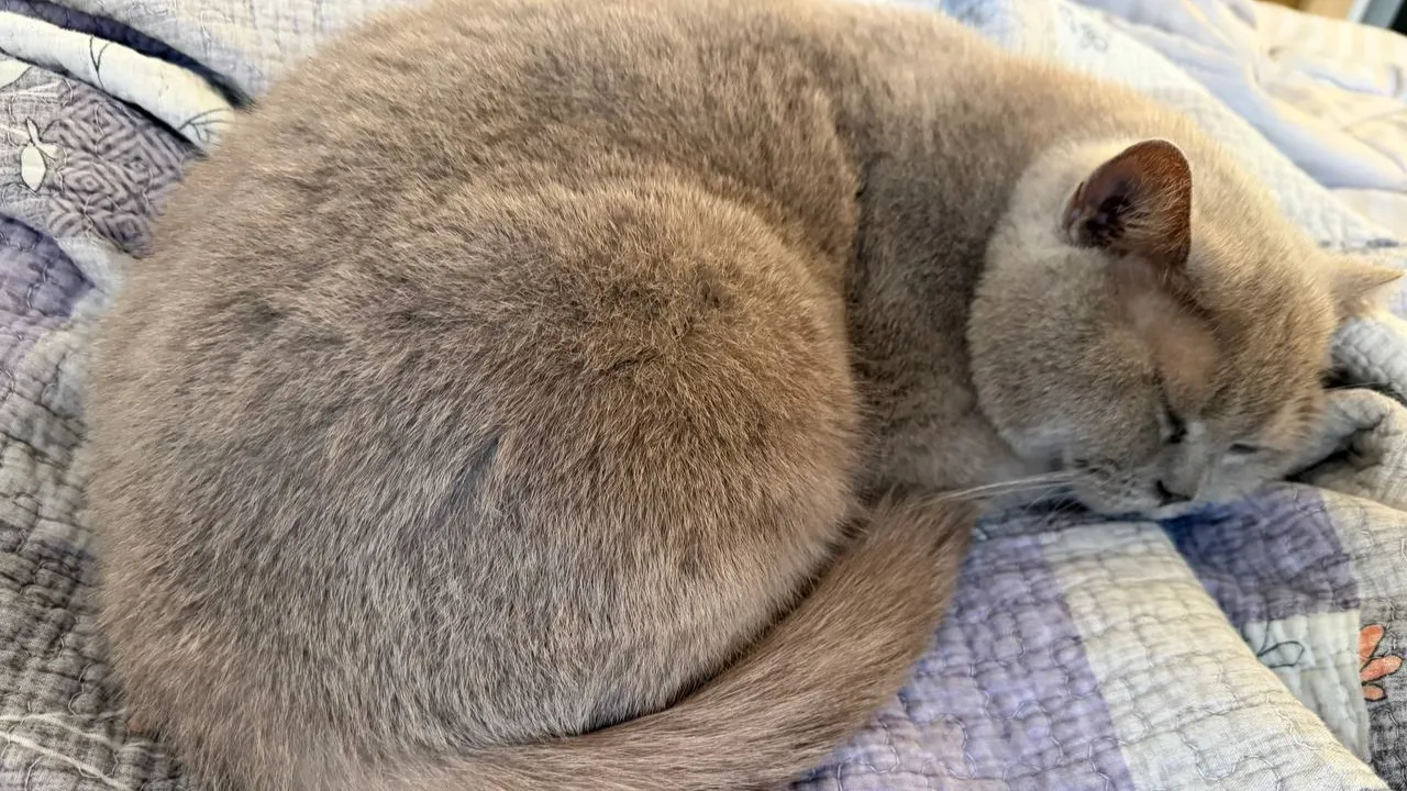 REGIONS/Елена Фурман