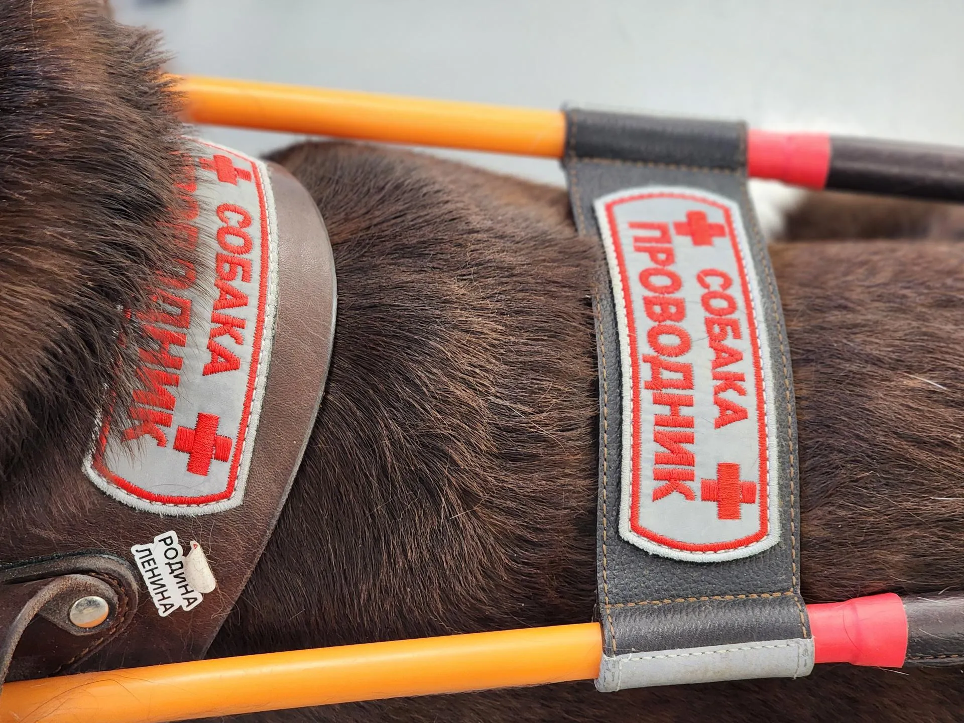 REGIONS/Елена Шумакова