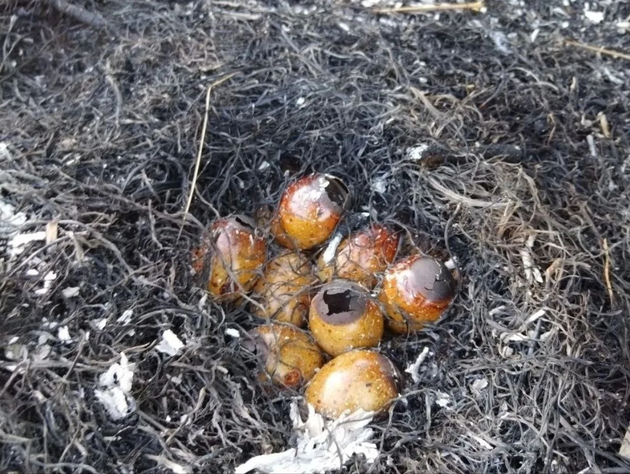 Фото: vk.com/Дружина охраны природы МГУ