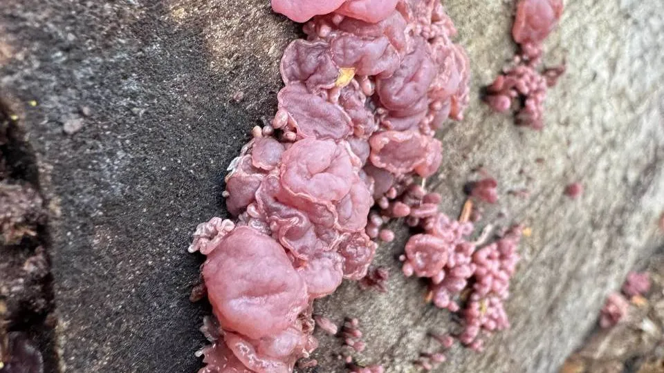 Фото: t.me/elk_island_national_park