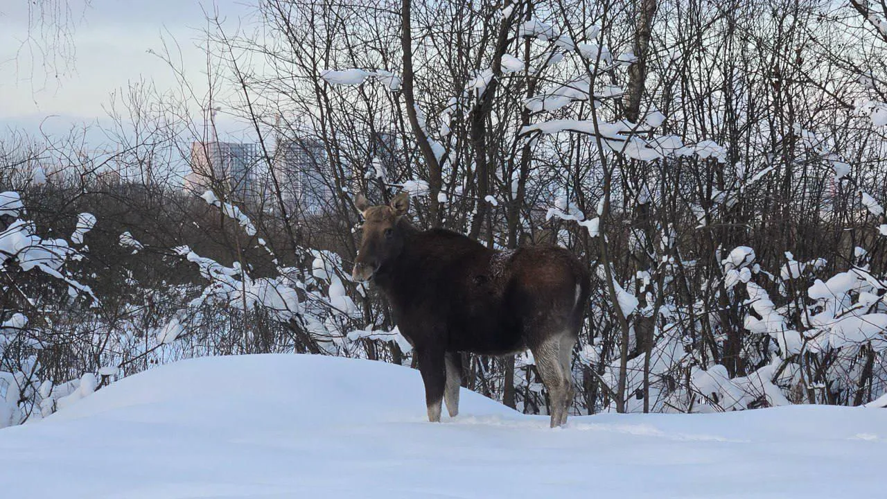пресс-служба национального парка «Лосиный остров»