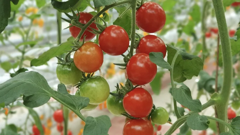 Фото: freepik.com