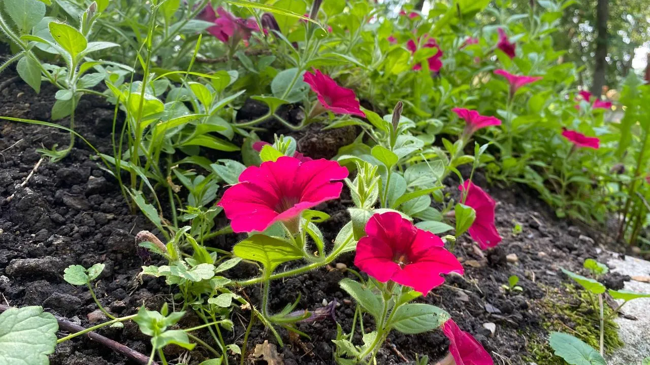 Фото: t.me/mbykrgoodpark