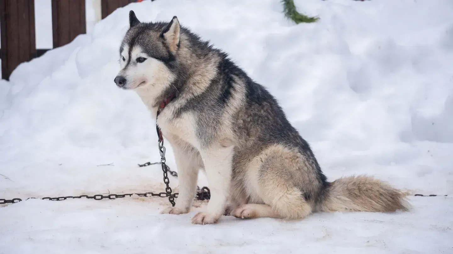 медиасток.рф