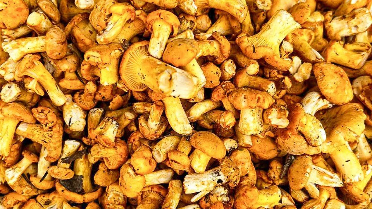 REGIONS/Максим Цыбуляк