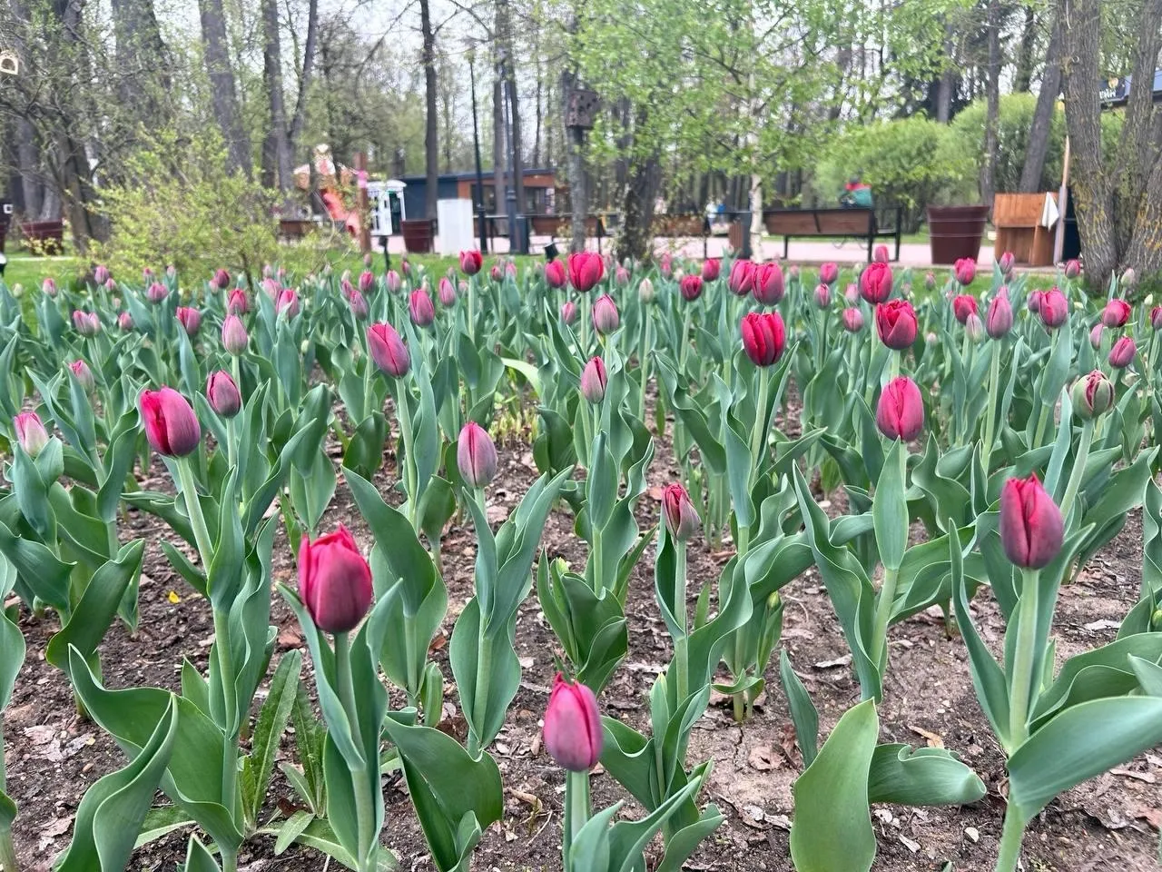 Фото: t.me/parkskitskieprudy