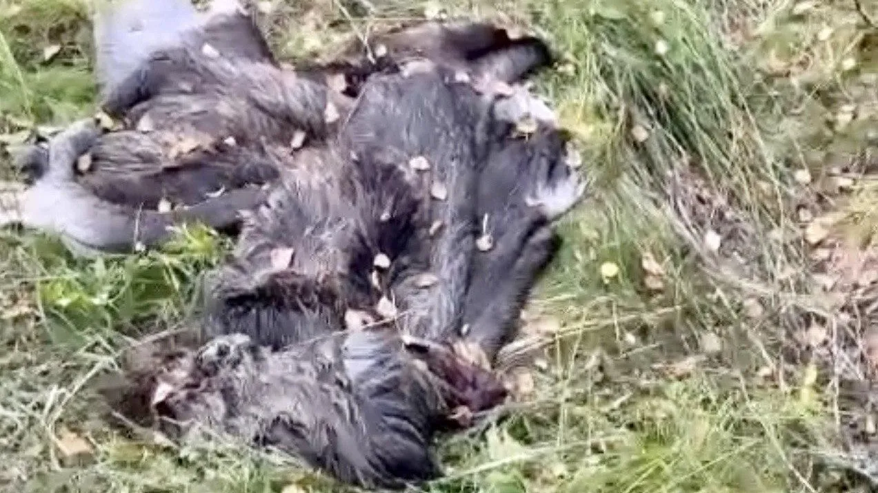 Фото: ТГ-канал Балашиха Рулит