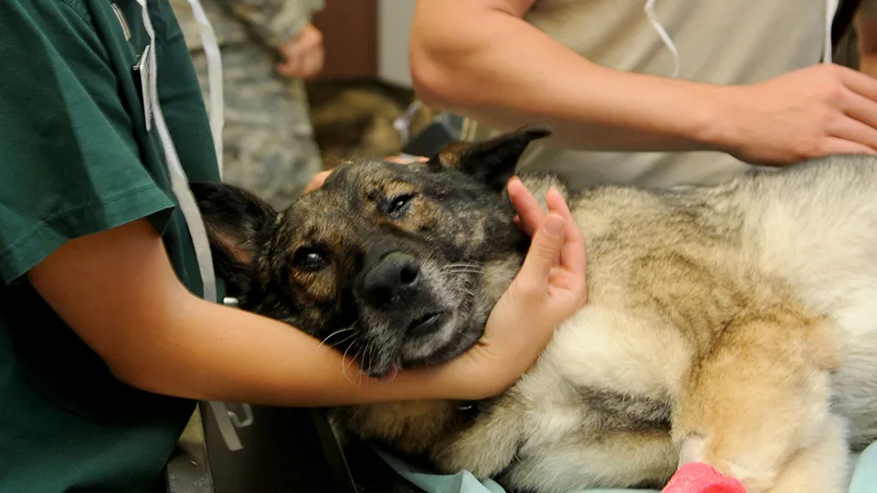 Фото: pxhere.com