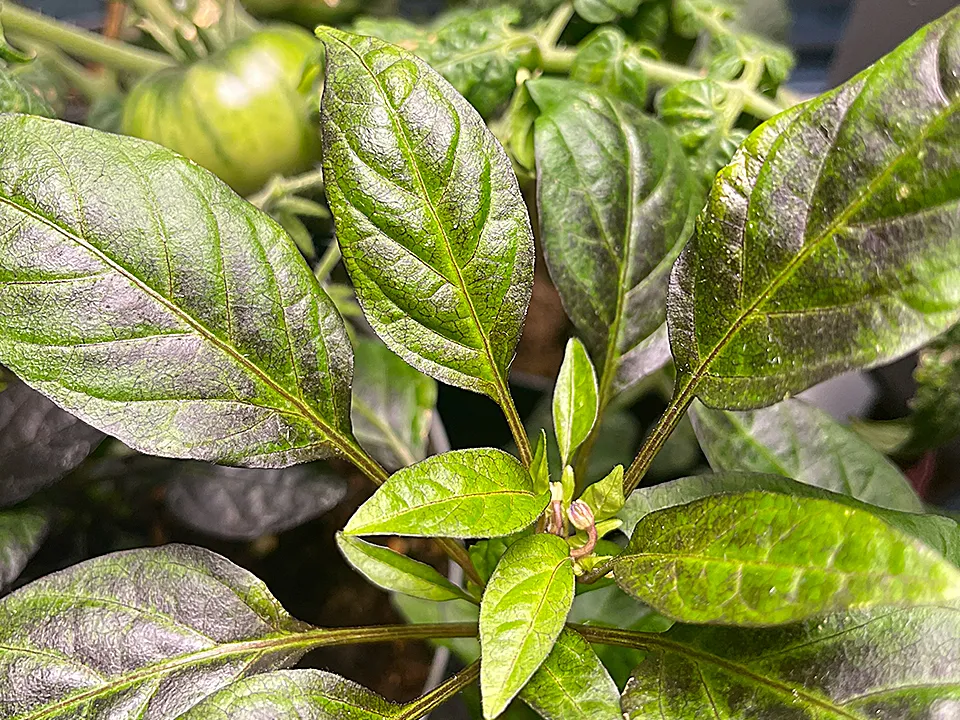 Фото: Алина Романова