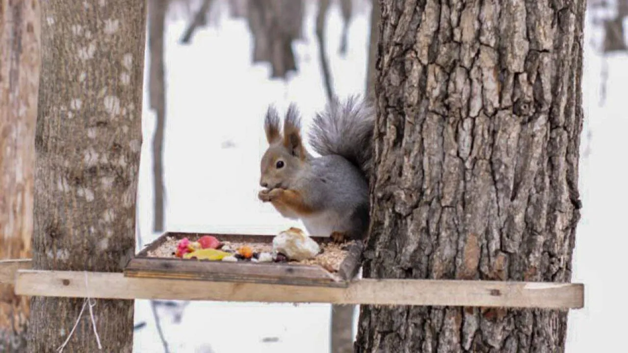 REGIONS/Эльвира Сафина