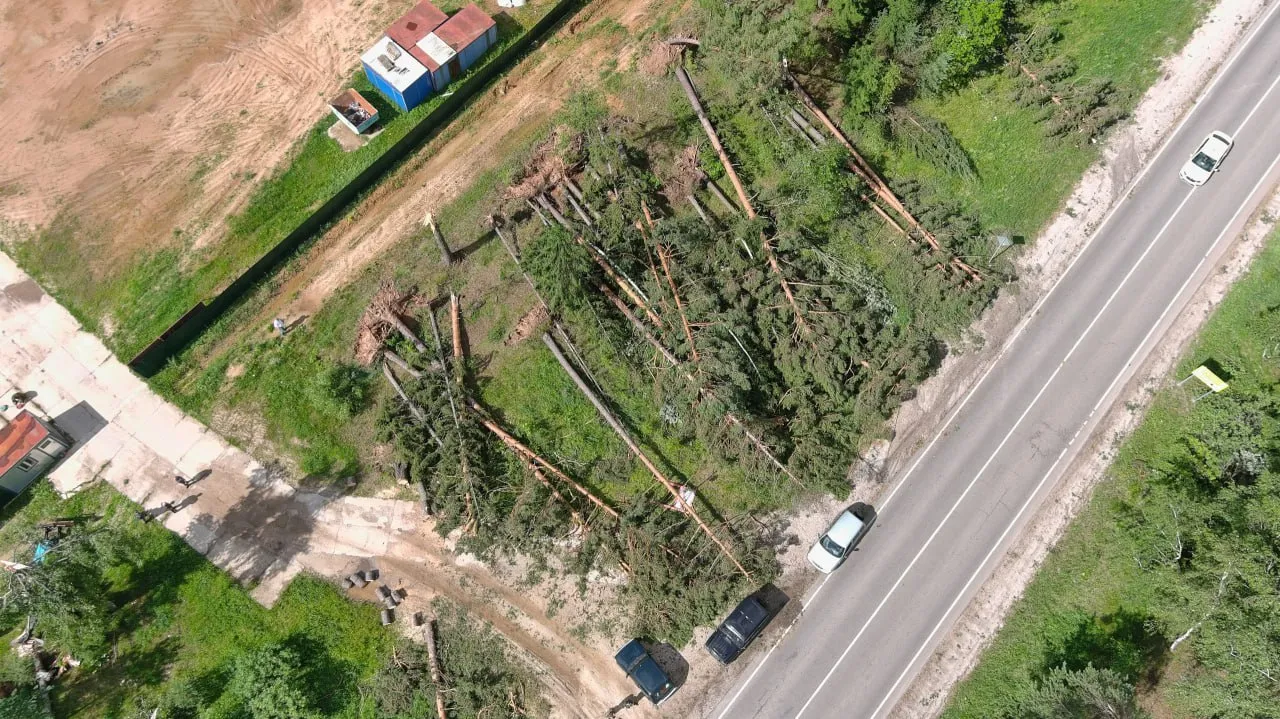 Фото: Комитет лесного хозяйства МО