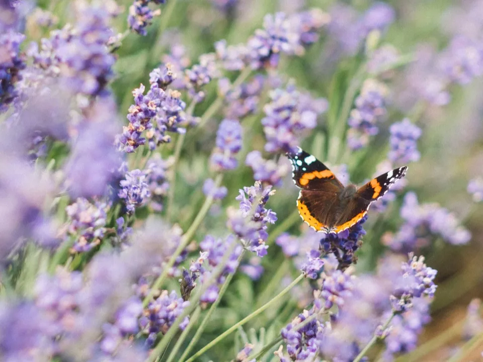 Фото: unsplash.com