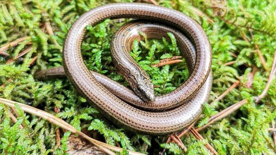 Фото: Ульянов А.И.