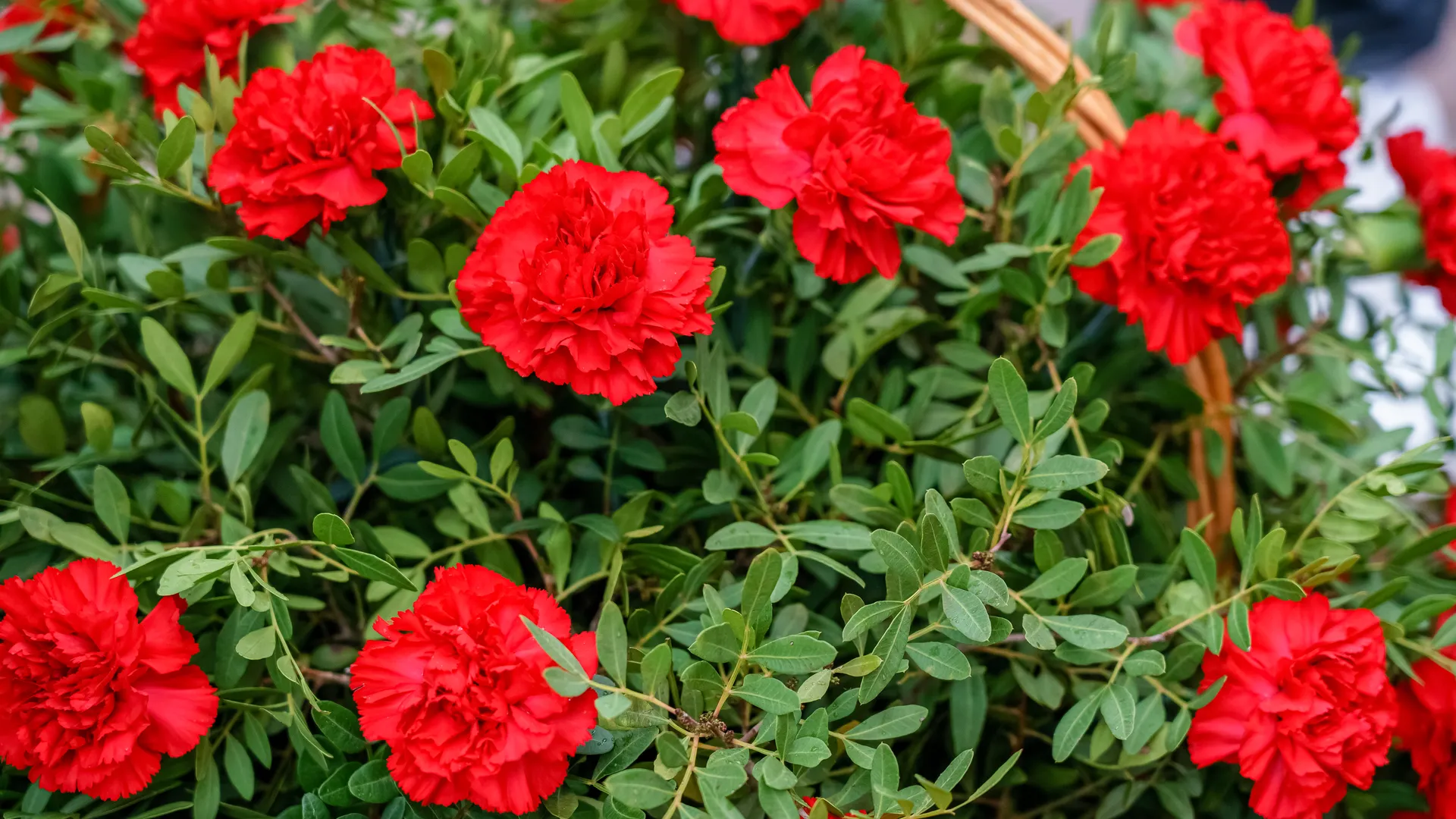 В Подмосковье прошла церемония прощания со спортивным журналистом Гескиным
