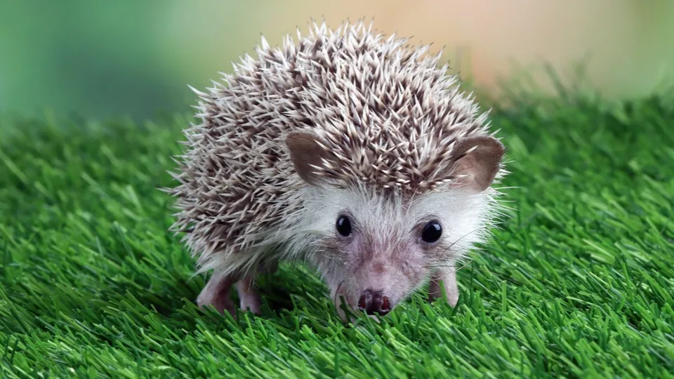 Фото: freepik.com