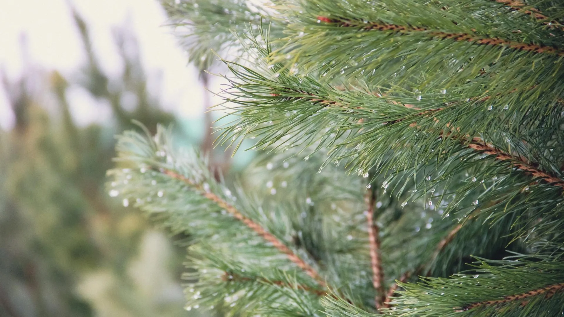 Шаховской Городской парк