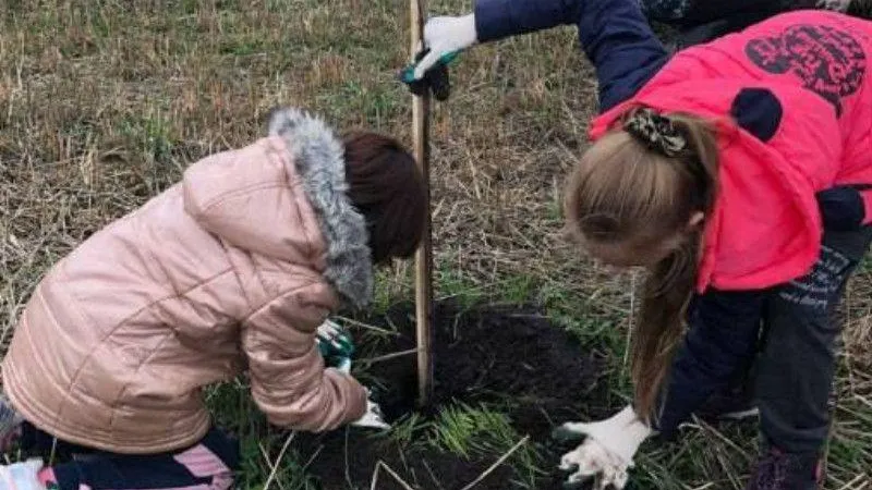 В Луховицах высадили яблоневый сад из 2800 саженцев