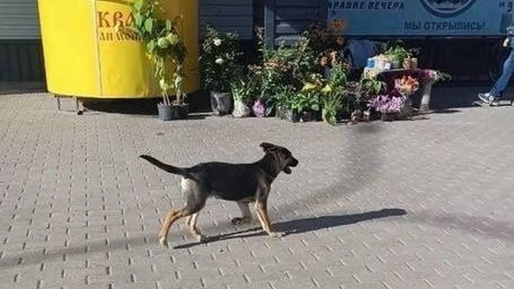 телеграм-канал «Подслушано | Мытищи»