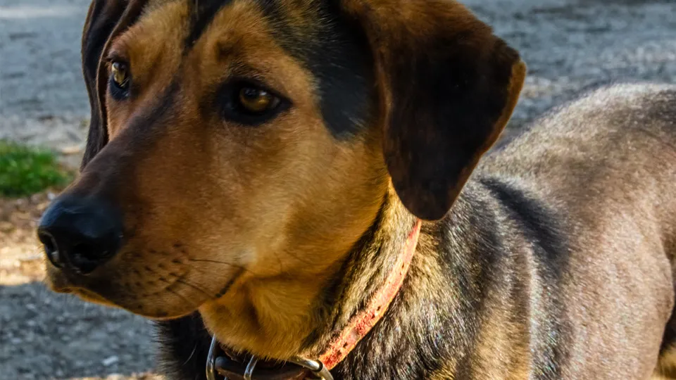 Фото: istockphoto.com/Dimitrios Vasilakis